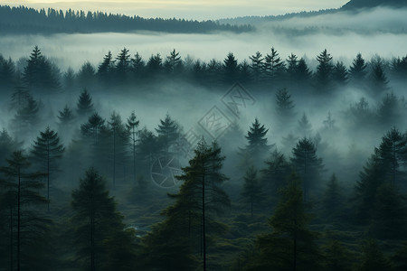 云雾缭绕的松树林高清图片