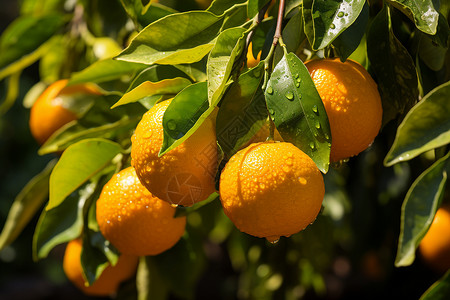 橘子树枝果园中成熟的橘子背景