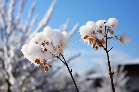 冬季树枝是哪个的雪花背景