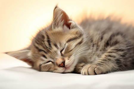 床上安睡的小猫幼崽图片素材