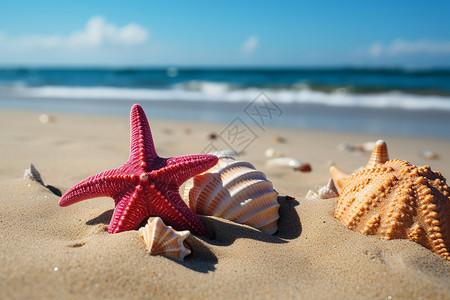 沙滩的贝壳和海星背景图片