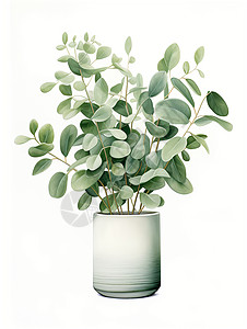 优雅的尤加利植物背景图片