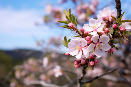 春季枝头粉色的桃花图片