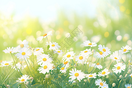 阳光下绽放的雏菊图片