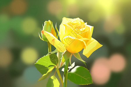 夏季美丽的黄玫瑰图片