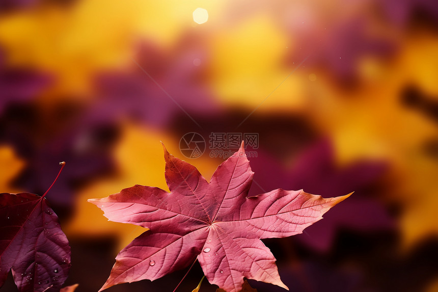 秋日的红色枫叶图片