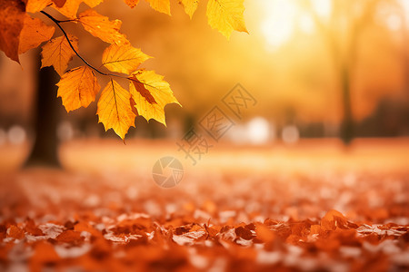 黄色的落叶背景图片