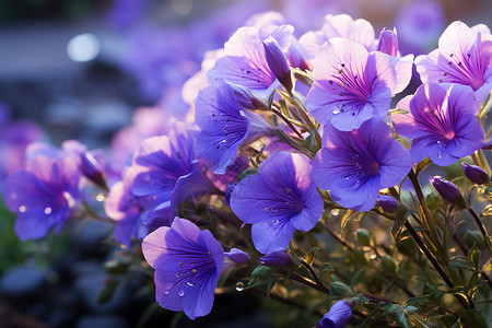 美丽花园的紫色花朵图片