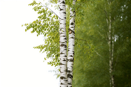 白桦树树干和绿叶高清图片