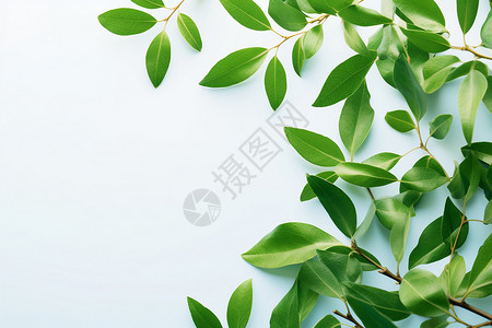 空白背景前的植物图片