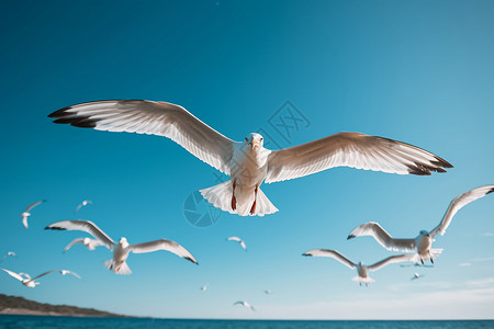 美丽翅膀空中飞翔的海鸥背景
