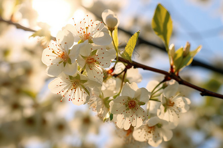 阳光穿越树枝洒落在鲜花上背景图片