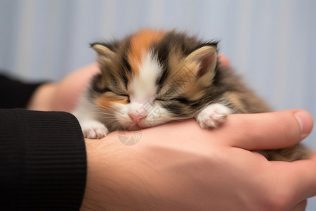 沉睡的人双手抱着小猫睡觉背景