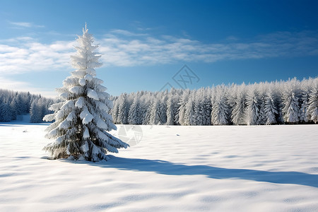 雪地孤树背景图片