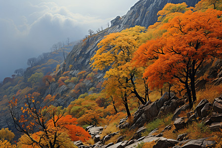 秋天的山野山野丛林中的秋天背景