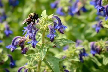 蜜蜂在鲜花中采蜜图片