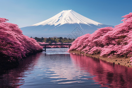 樱花盛开的富士山图片