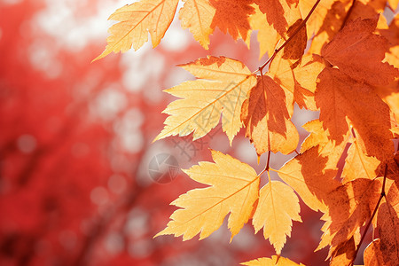 秋日的黄金红叶图片
