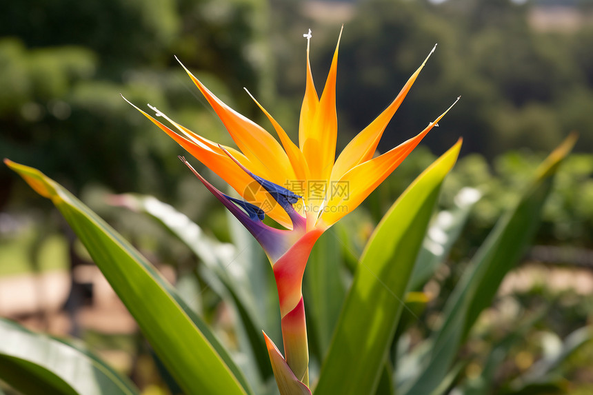 热带花园中的极乐鸟花图片