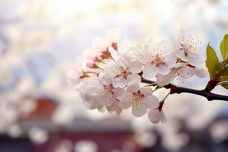 漂亮动漫樱花白色的樱花背景