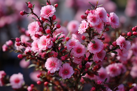 桃金娘草药盛开的红粉鲜花背景