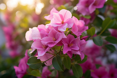 花枝上的花背景图片