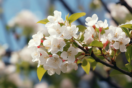 春意盎然梨花苹果花高清图片