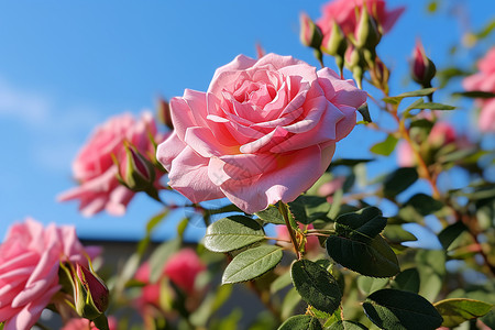 花开如梦花开在梦中高清图片