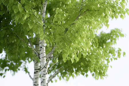 夏日下的银白树背景图片