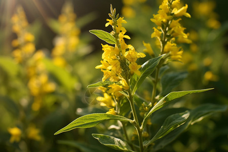 夏日花园的黄花背景图片
