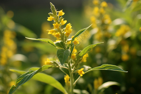 开黄色小花的植物高清图片