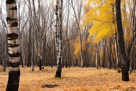 秋日森林背景图片