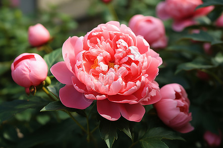 牡丹鲜花婷婷玉立的牡丹花背景