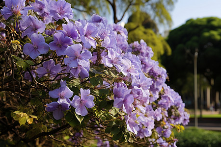 双子叶街边一簇盛开的紫花背景