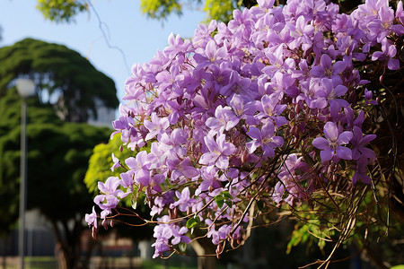 双子叶植物纲公园边上的一簇紫色的花背景