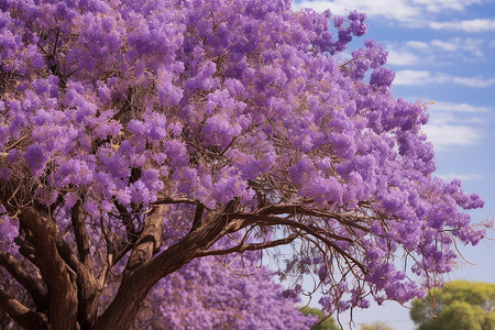 户外的紫色花树背景图片