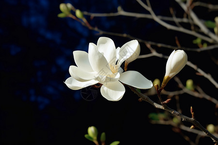 盛放的白色木兰花背景图片