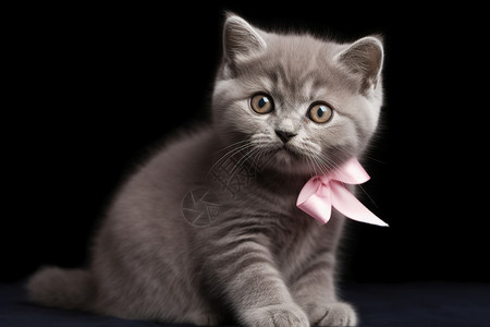 灰色的小猫咪图片