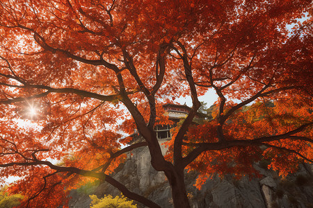 户外的红叶树木图片