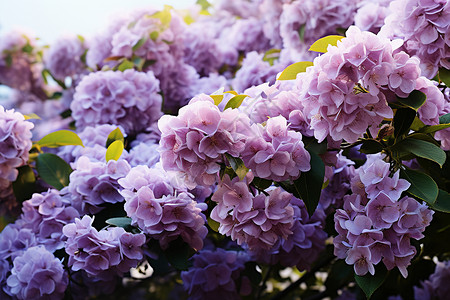 紫丁香花海图片