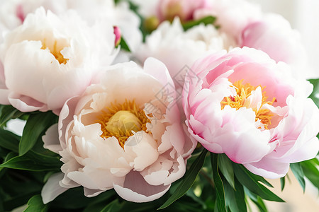 花开富贵素材粉色的牡丹花背景