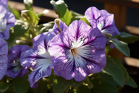 紫色碧冬茄花朵图片
