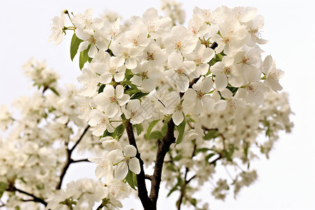 盛开的樱花树照片背景图片