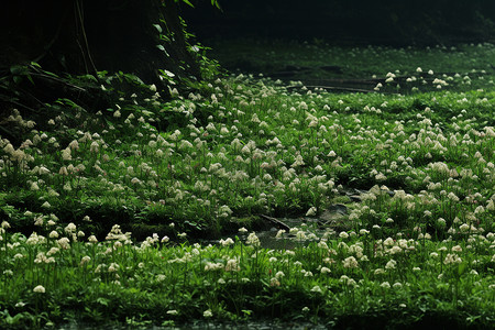 溪流中的花草丛生高清图片