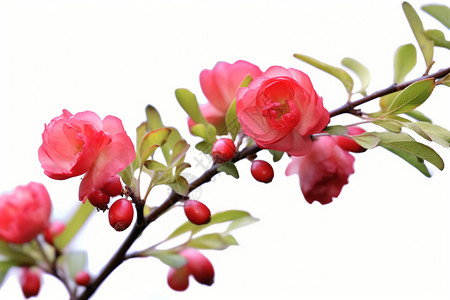 美丽的重瓣海棠高清图片