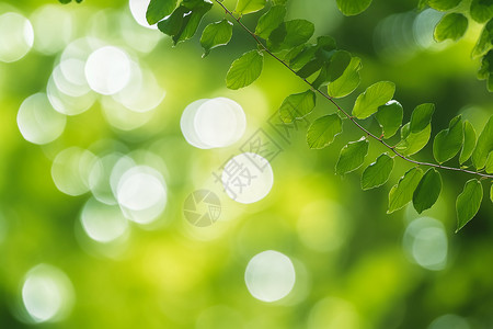 青翠的树叶焦点壁纸高清图片