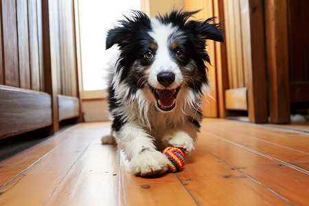 宠物绳子正在地板上玩球的狗背景
