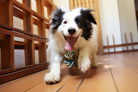 开心家里在家里地板上奔跑的狗背景