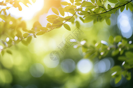 雷壁纸光影穿透枝叶背景