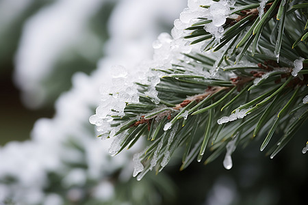 冰雪覆盖的松树高清图片